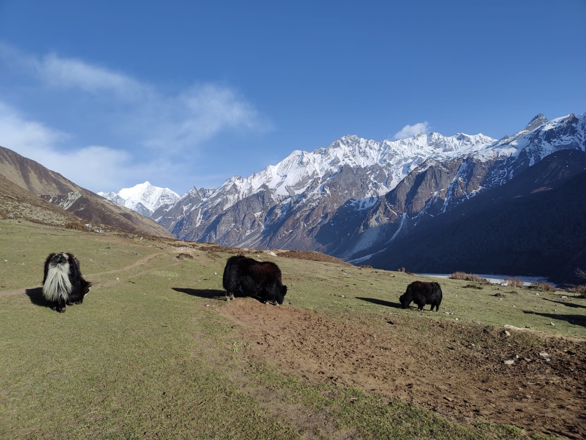 Langtang Valley Trek